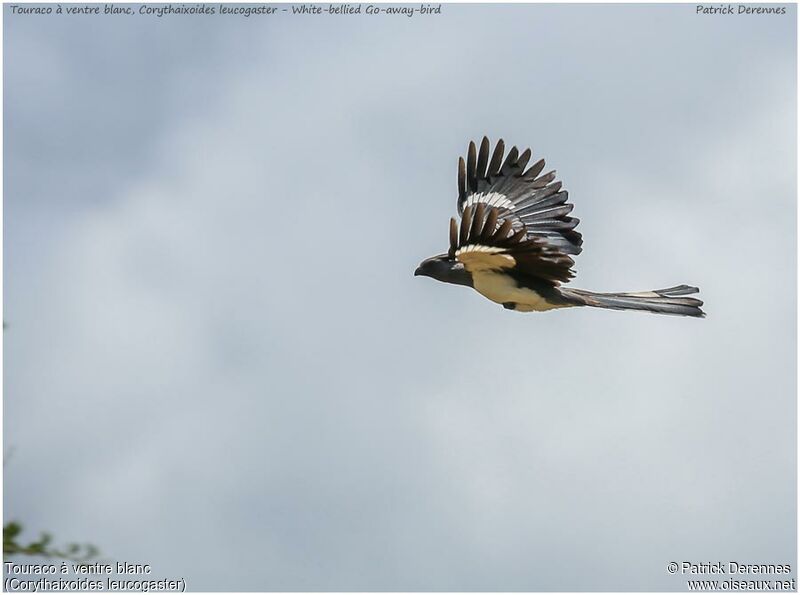 White-bellied Go-away-birdadult, Flight