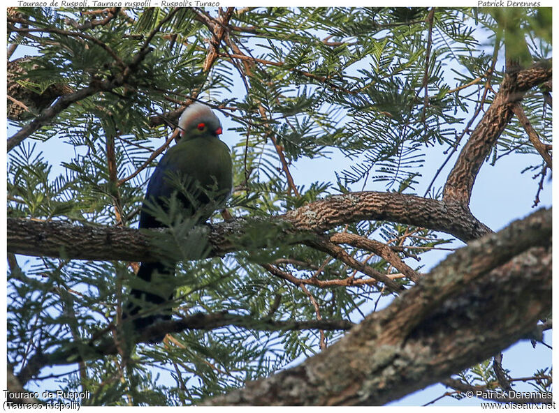 Touraco de Ruspoliadulte, identification