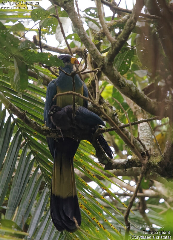 Touraco géant, identification, habitat, Nidification