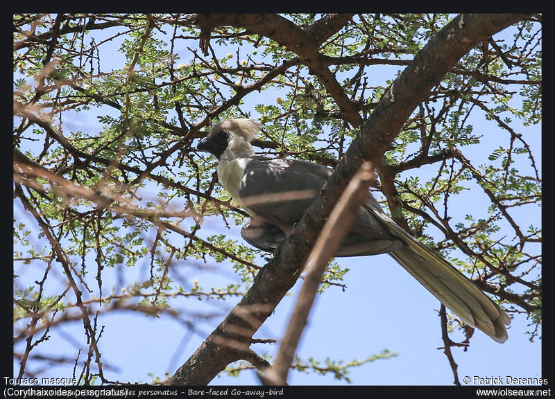 Bare-faced Go-away-birdadult, identification