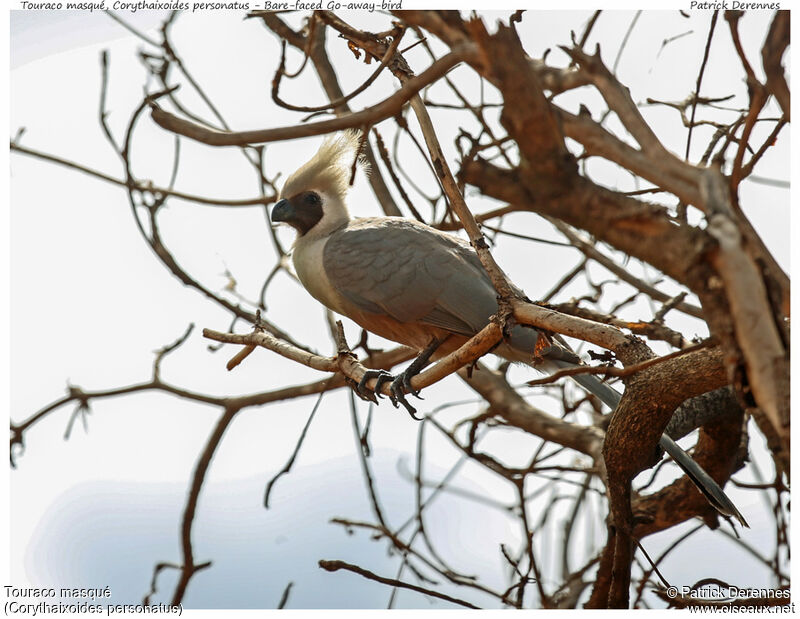 Touraco masquéadulte, identification