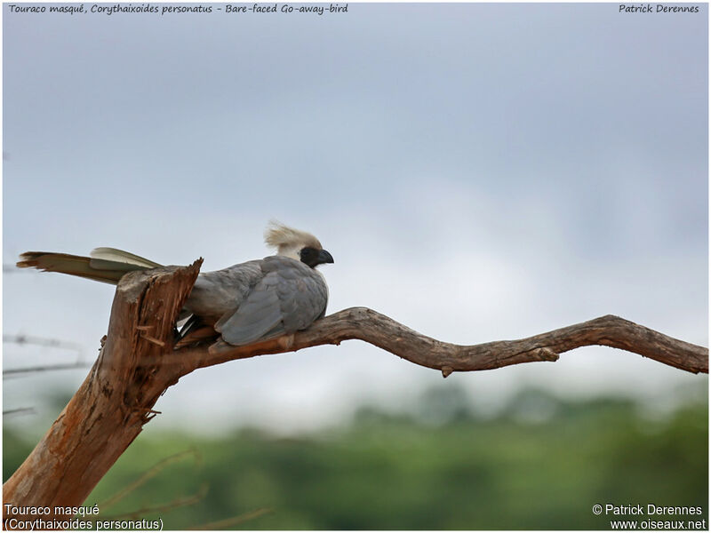 Bare-faced Go-away-birdadult