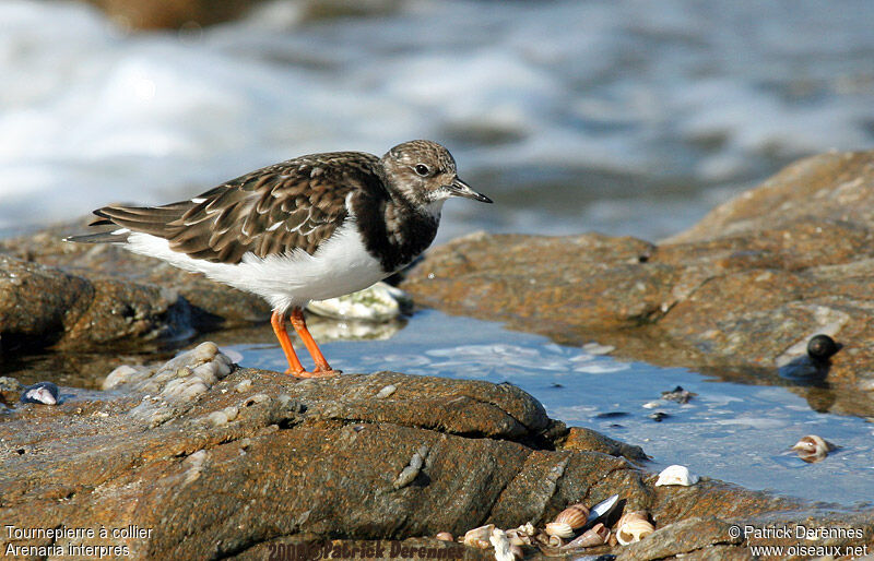 Ruddy Turnstone