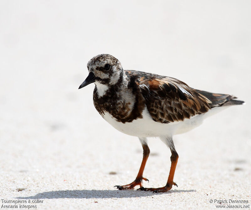 Ruddy Turnstoneadult post breeding, identification