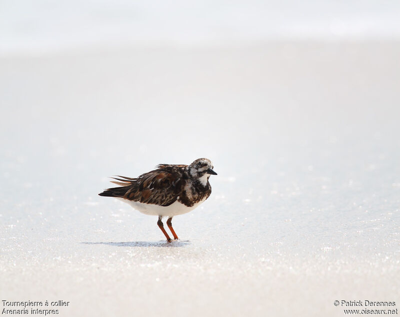 Ruddy Turnstoneadult post breeding, identification