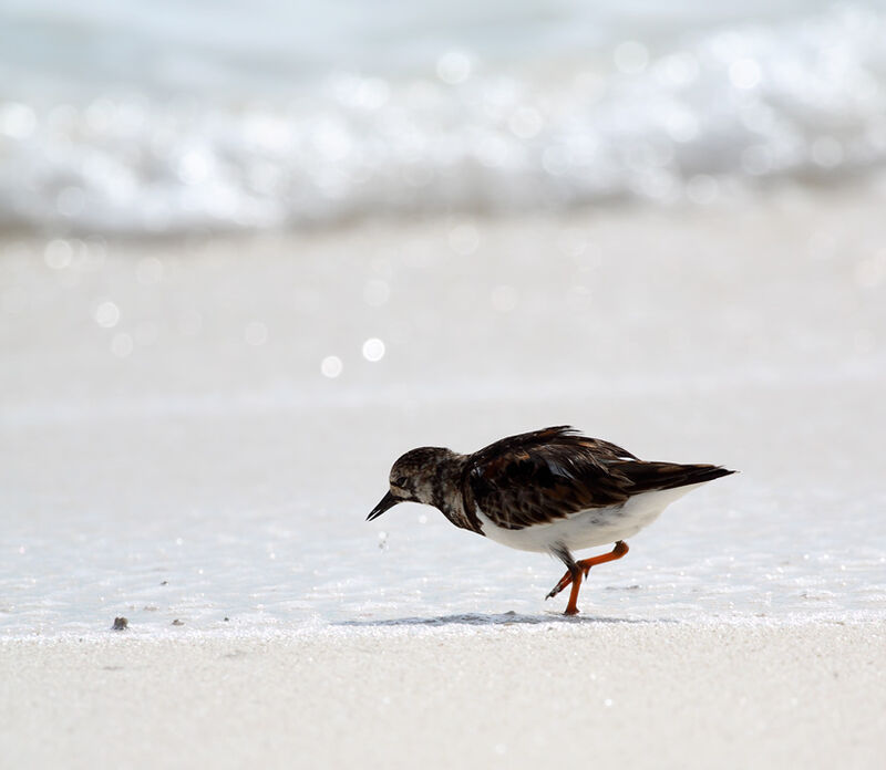 Ruddy Turnstone