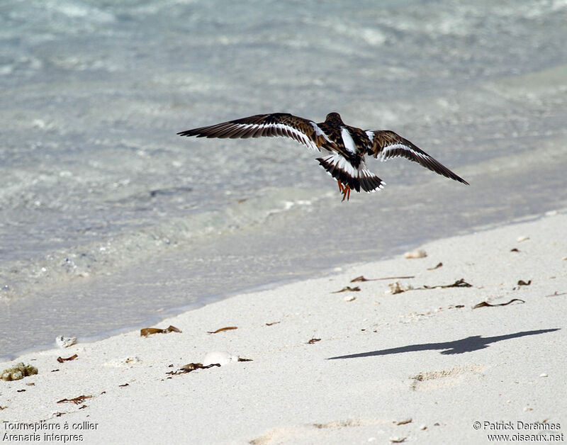 Ruddy Turnstoneadult post breeding, Flight