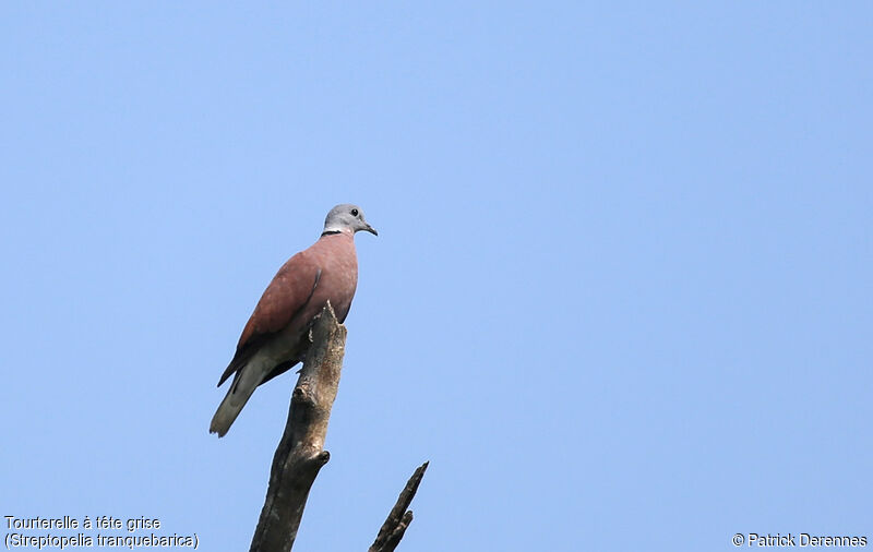 Red Collared Dove