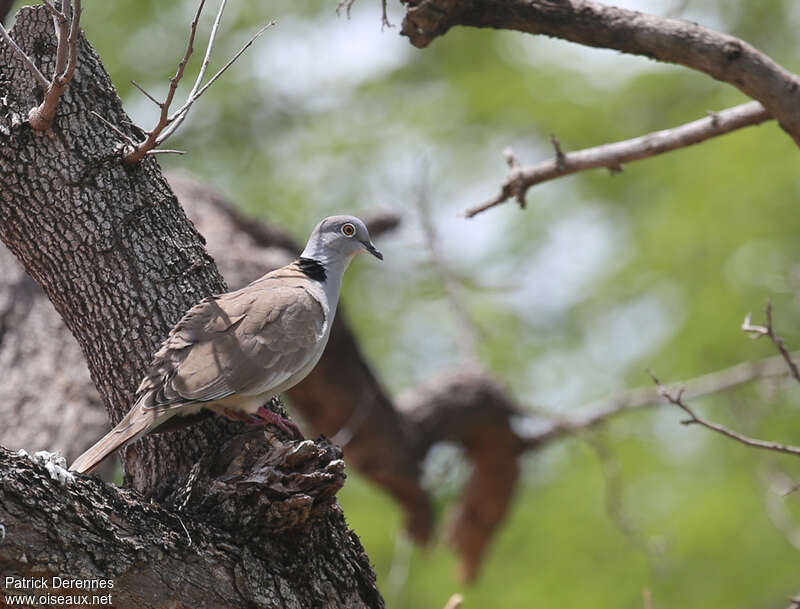 White-winged Collared Doveadult, identification