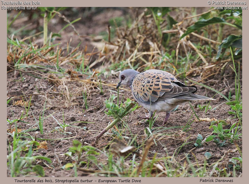 Tourterelle des bois, identification