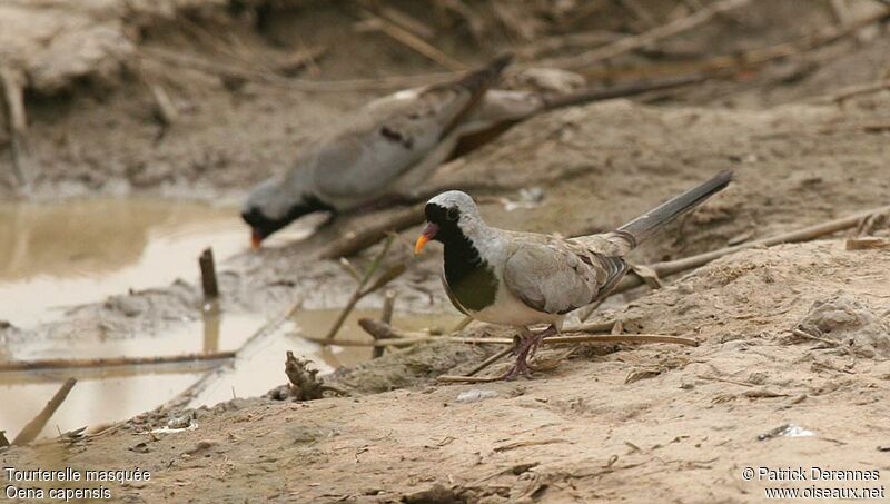 Namaqua Dove