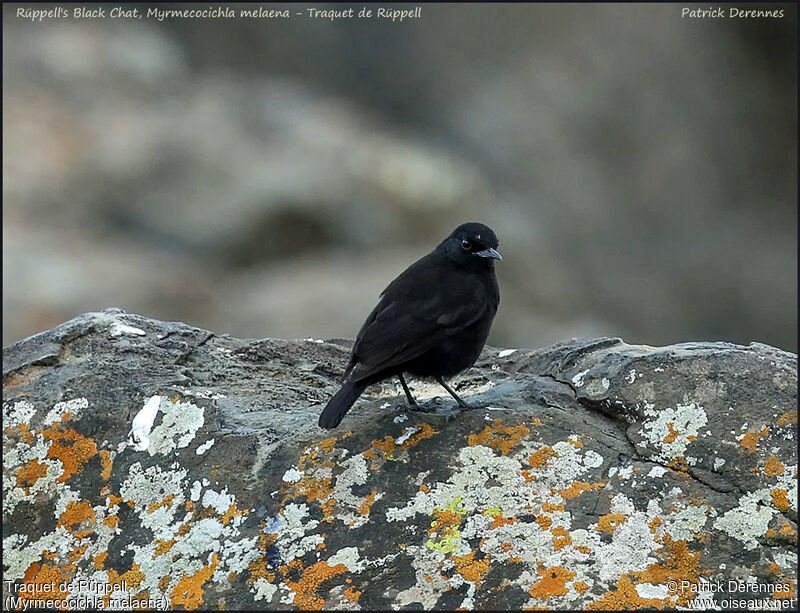 Rüppell's Black Chatadult, identification