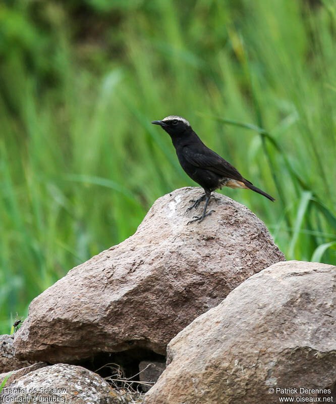 Abyssinian Wheatearadult, identification