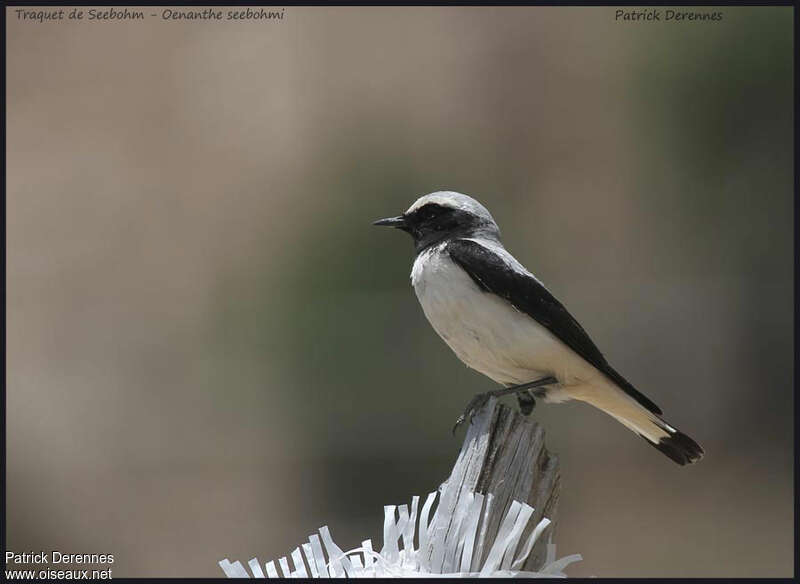 Atlas Wheatear