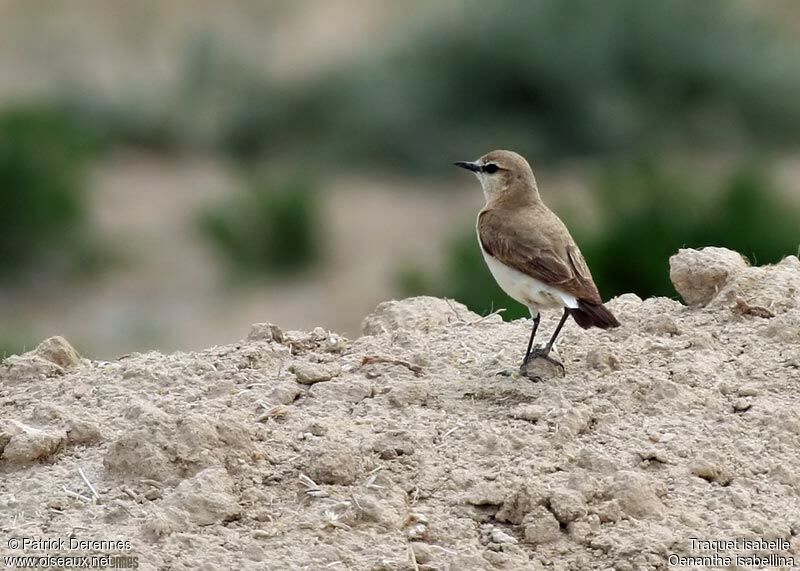 Isabelline Wheatearadult breeding