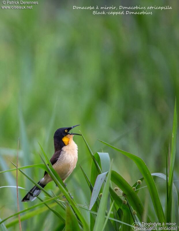 Black-capped Donacobius male, identification, habitat, song