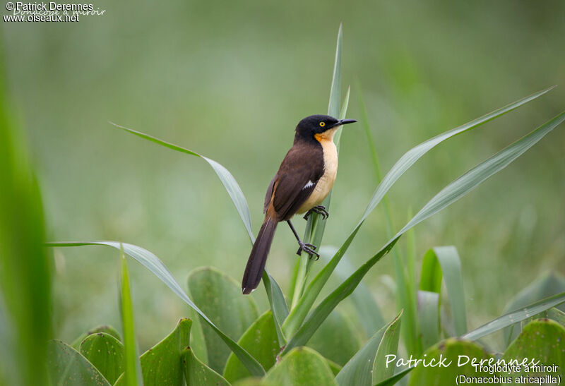 Black-capped Donacobius, identification, habitat