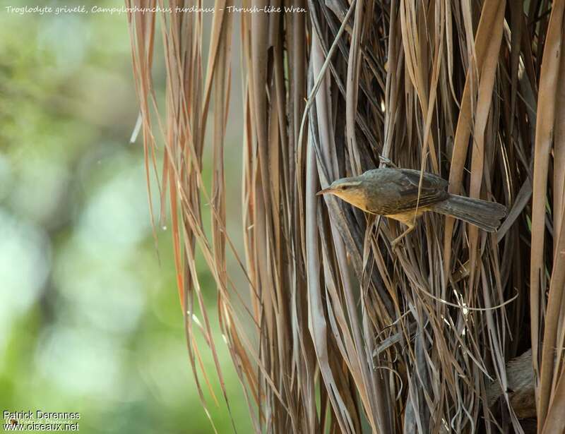 Thrush-like Wren, habitat