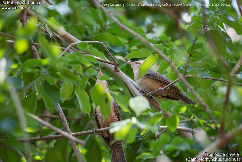 Thrush-like Wrenadult, habitat, song