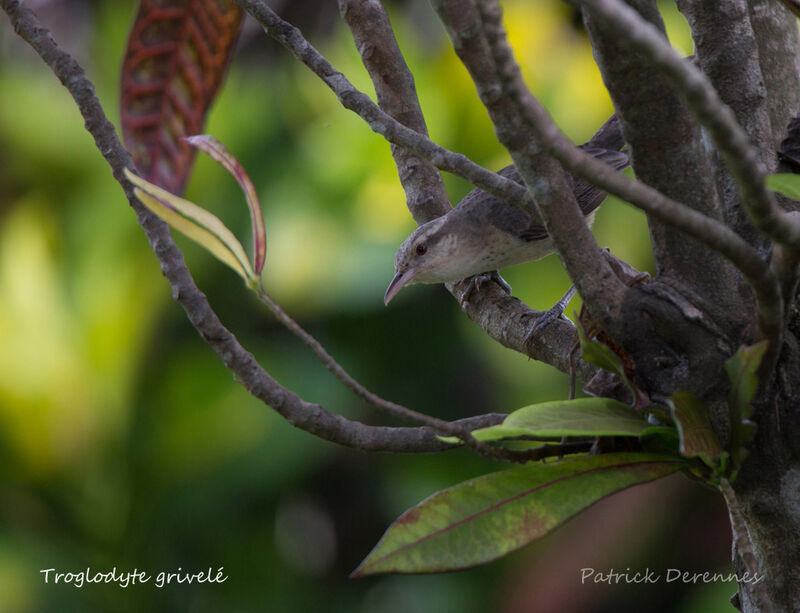 Thrush-like Wren, identification, habitat