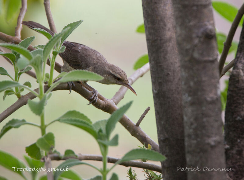 Thrush-like Wren, identification, habitat