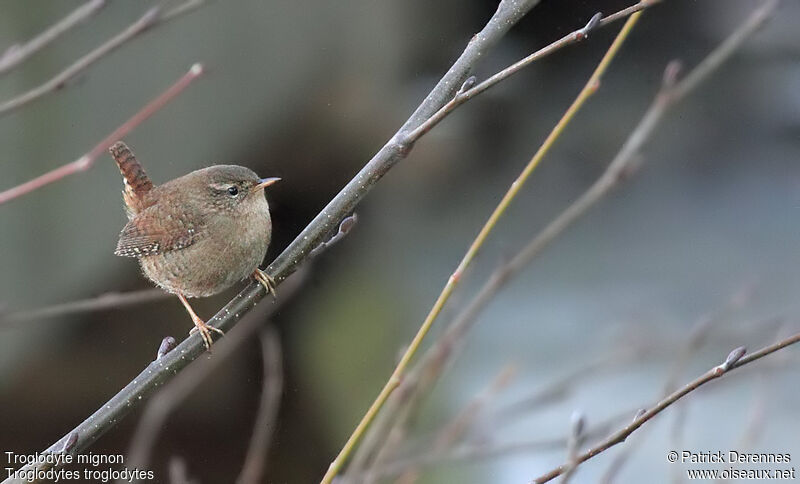 Eurasian Wren, identification