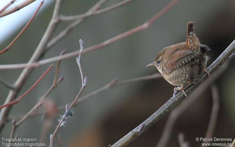 Eurasian Wren, identification