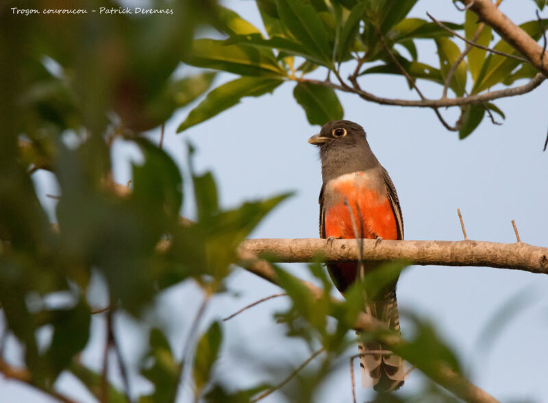 Blue-crowned Trogon female adult, identification