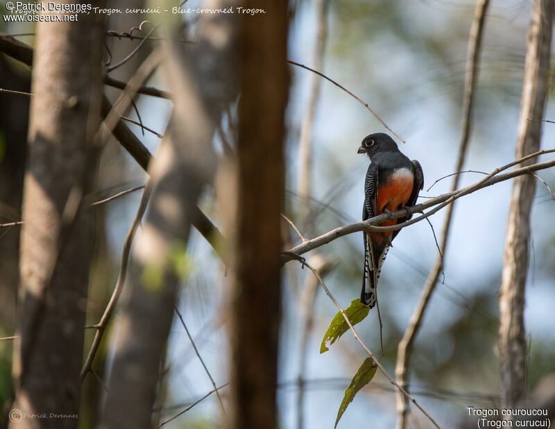 Blue-crowned Trogon female, identification, habitat