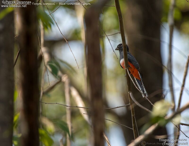 Trogon couroucou femelle, identification, habitat