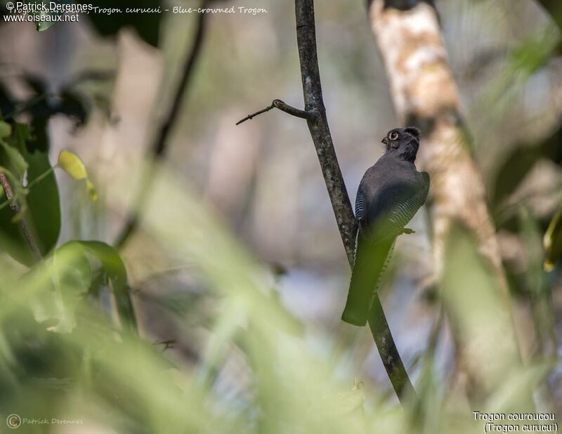 Blue-crowned Trogon female, identification, habitat