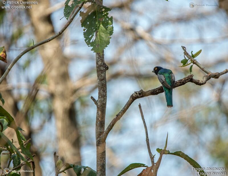 Blue-crowned Trogon male, identification, habitat