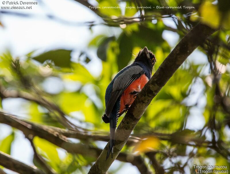 Trogon couroucou mâle, identification, habitat