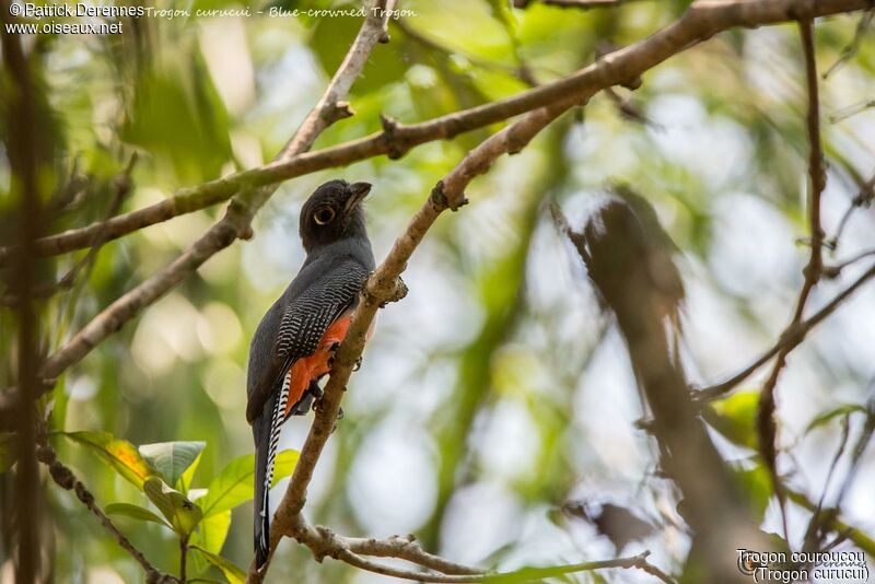 Blue-crowned Trogon female, identification, habitat