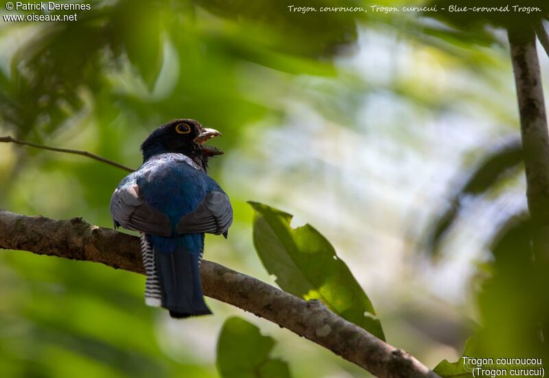 Trogon couroucou mâle, identification, habitat