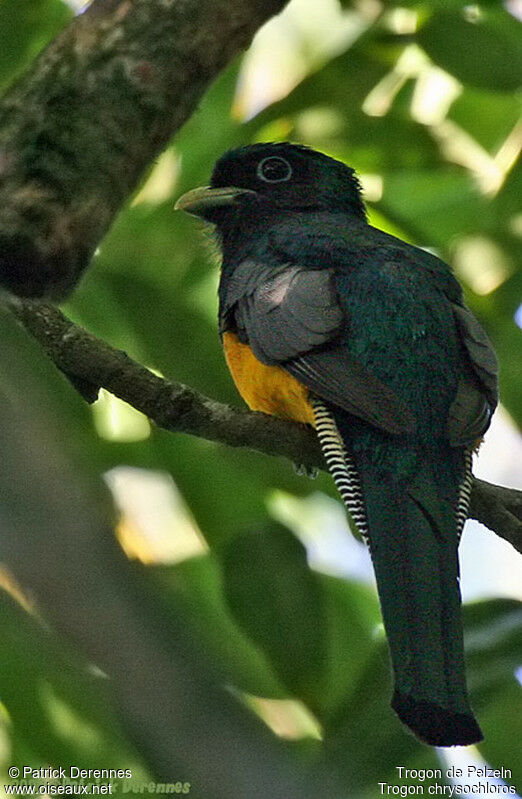 Atlantic Black-throated Trogon male adult