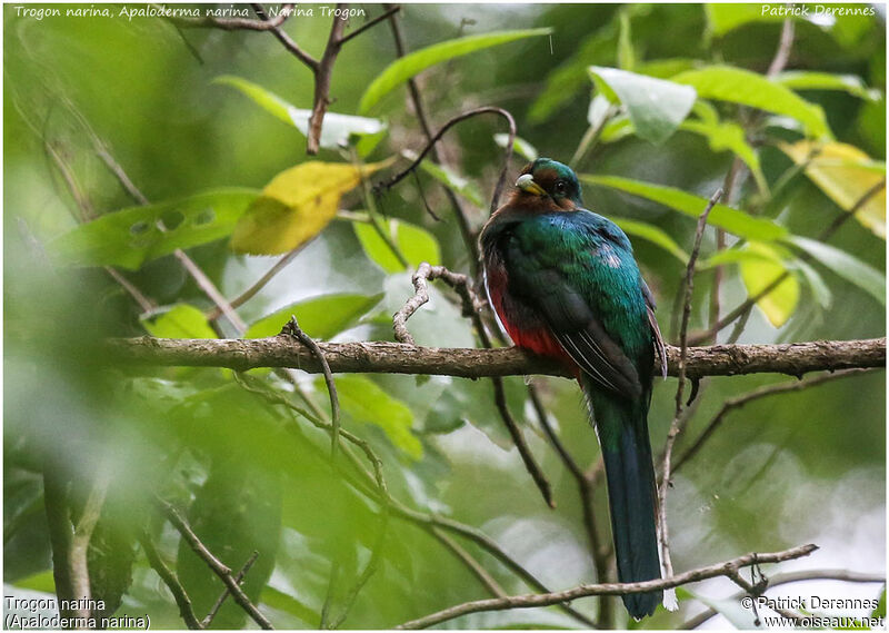 Trogon narina femelle adulte, identification