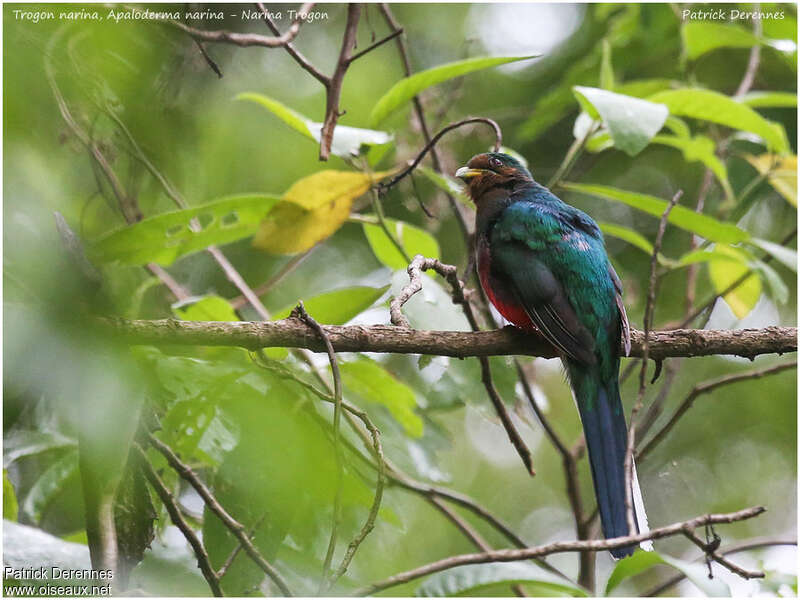 Narina Trogon female adult, identification