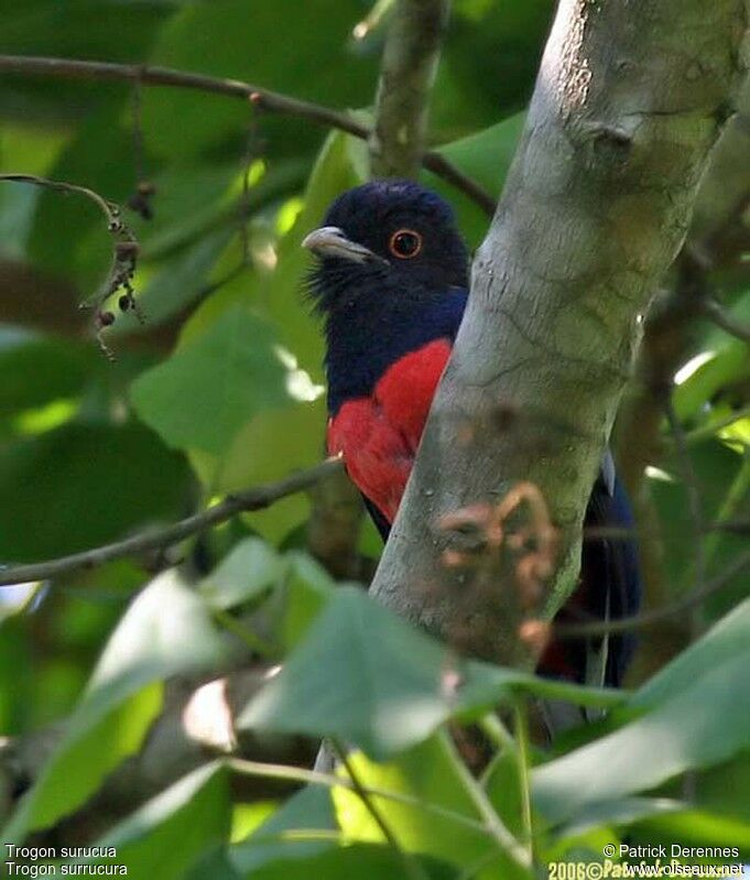 Trogon surucua mâle adulte