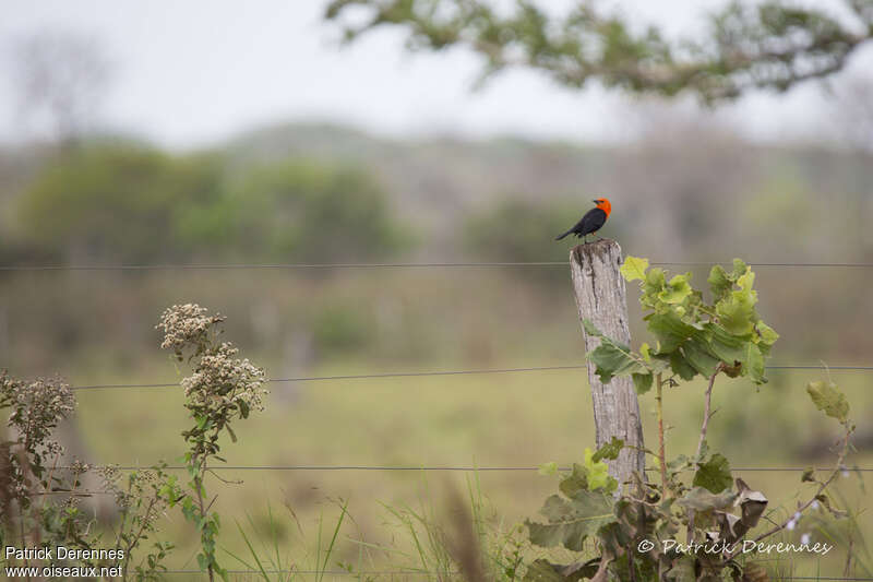 Troupiale à tête rougeadulte, habitat