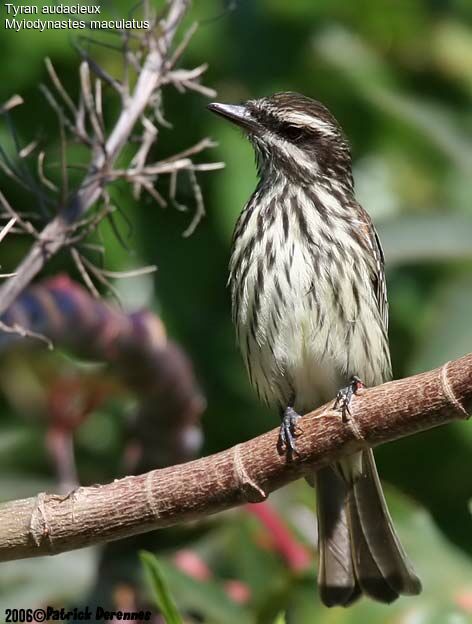 Streaked Flycatcher