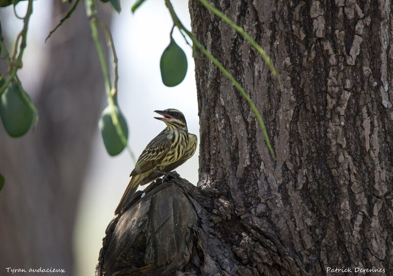 Streaked Flycatcher, identification, habitat