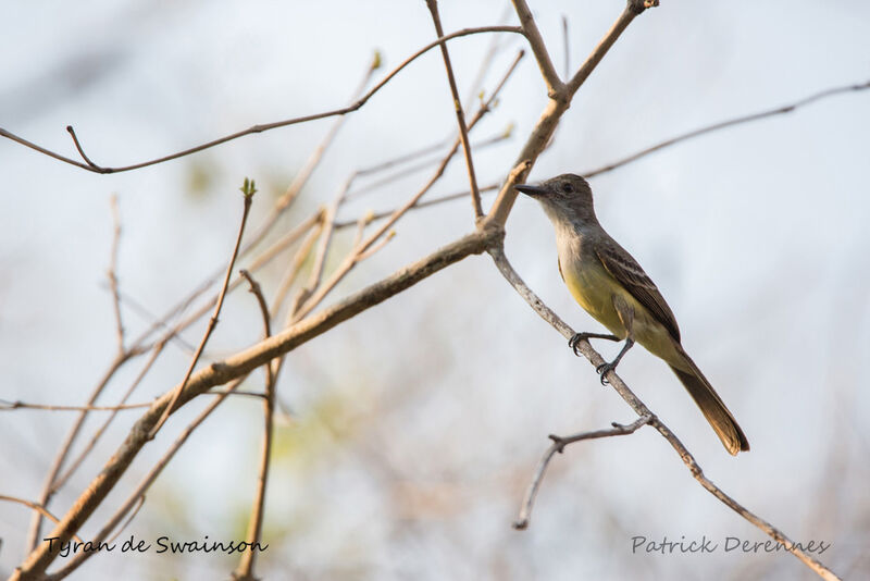 Swainson's Flycatcher, identification, habitat