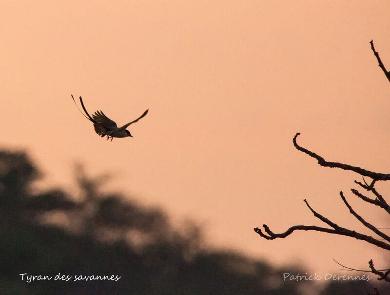 Fork-tailed Flycatcher, Flight