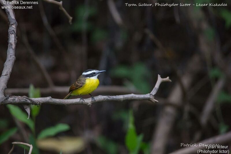 Lesser Kiskadee, identification, habitat