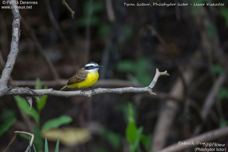 Lesser Kiskadee, identification, habitat