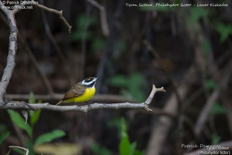 Lesser Kiskadee, identification, habitat