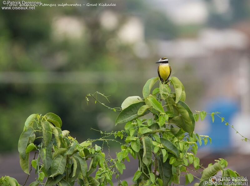 Great Kiskadee, identification, habitat