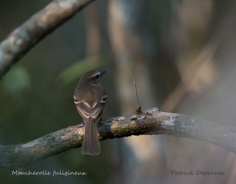 Southern Mouse-colored Tyrannulet, identification, habitat