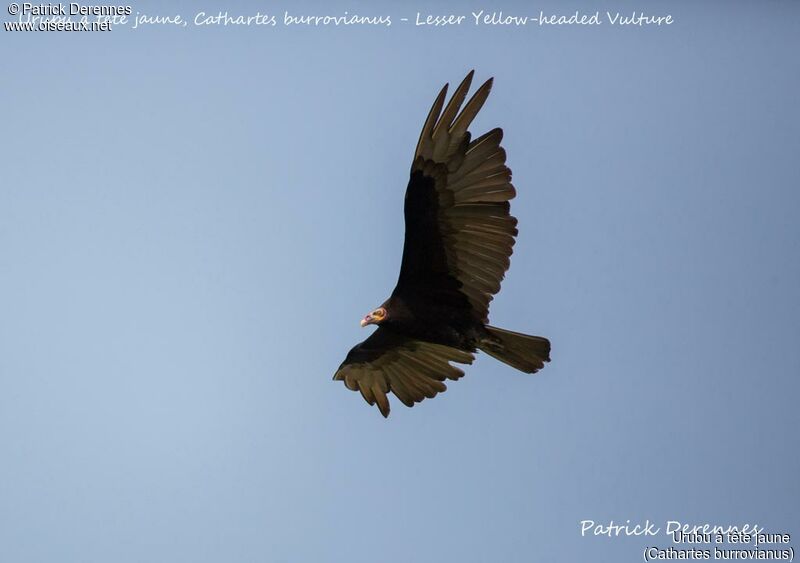 Lesser Yellow-headed Vulture, Flight